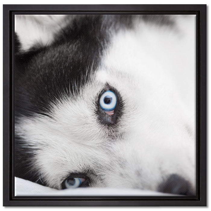 Husky mit Eisblauen Augen im Bett auf Leinwandbild Quadratisch gerahmt Größe 40x40