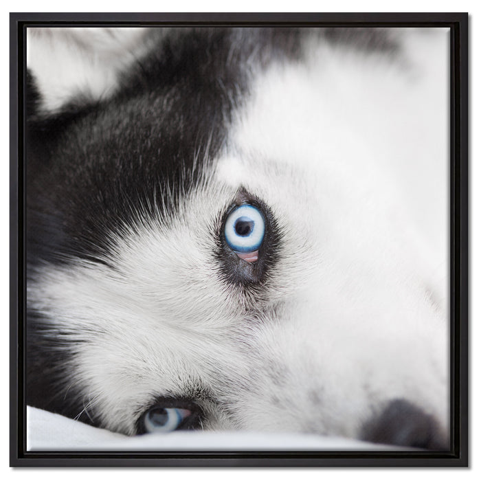 Husky mit Eisblauen Augen im Bett auf Leinwandbild Quadratisch gerahmt Größe 60x60