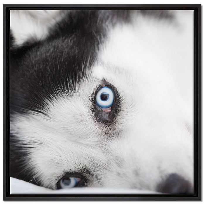 Husky mit Eisblauen Augen im Bett auf Leinwandbild Quadratisch gerahmt Größe 70x70