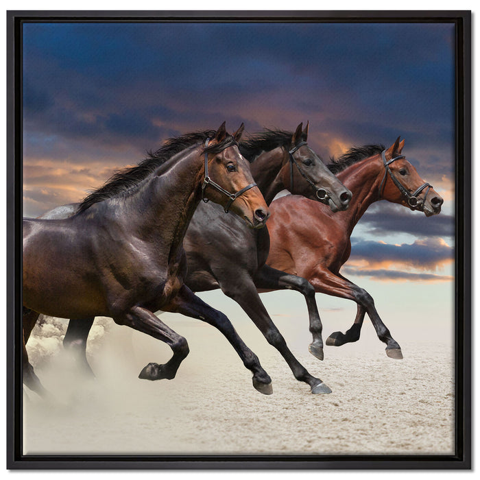 Drei wilde Westernpferde auf Leinwandbild Quadratisch gerahmt Größe 70x70