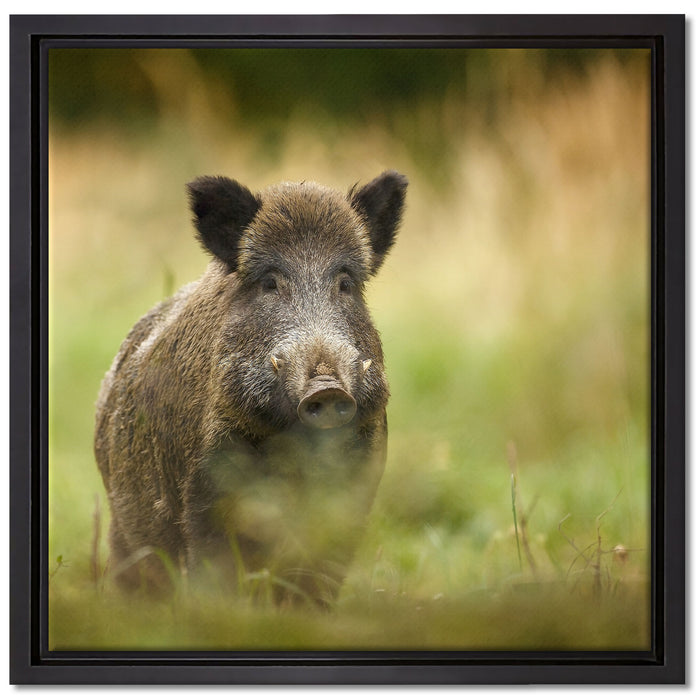 Stolzes Wildschwein im Wald auf Leinwandbild Quadratisch gerahmt Größe 40x40