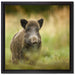 Stolzes Wildschwein im Wald auf Leinwandbild Quadratisch gerahmt Größe 40x40