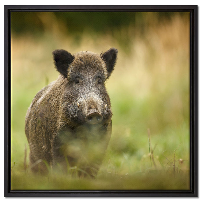Stolzes Wildschwein im Wald auf Leinwandbild Quadratisch gerahmt Größe 60x60