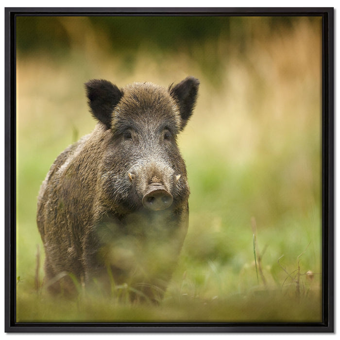 Stolzes Wildschwein im Wald auf Leinwandbild Quadratisch gerahmt Größe 70x70