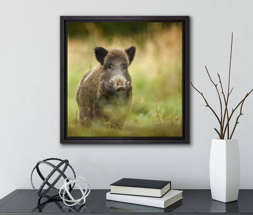 Stolzes Wildschwein im Wald  auf Leinwandbild Quadratisch gerahmt mit Kirschblüten