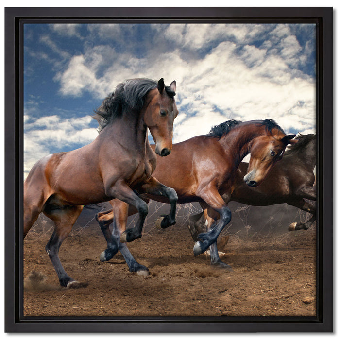 Wilde freie Pferde auf Leinwandbild Quadratisch gerahmt Größe 40x40