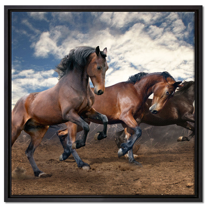 Wilde freie Pferde auf Leinwandbild Quadratisch gerahmt Größe 60x60