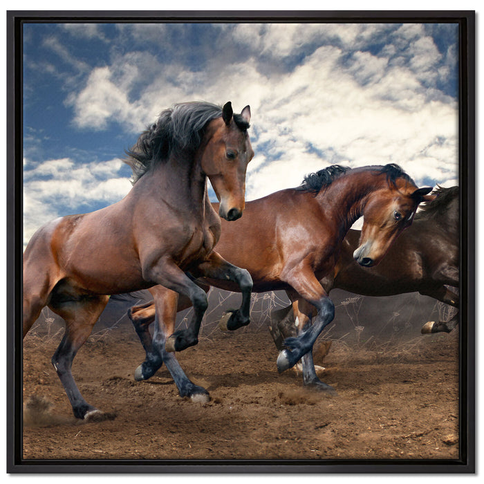 Wilde freie Pferde auf Leinwandbild Quadratisch gerahmt Größe 70x70