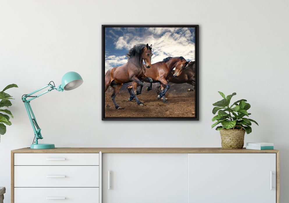 Wilde freie Pferde auf Leinwandbild gerahmt Quadratisch verschiedene Größen im Wohnzimmer
