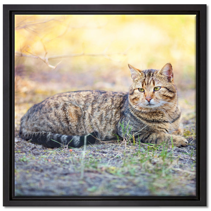 Ruhende Katze im Wald auf Leinwandbild Quadratisch gerahmt Größe 40x40