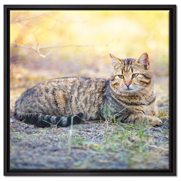 Ruhende Katze im Wald auf Leinwandbild Quadratisch gerahmt Größe 60x60