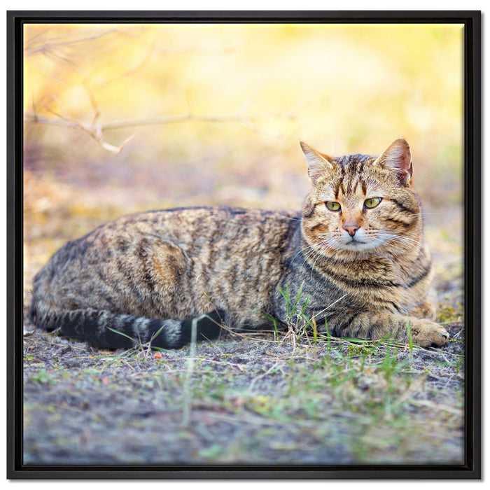 Ruhende Katze im Wald auf Leinwandbild Quadratisch gerahmt Größe 70x70