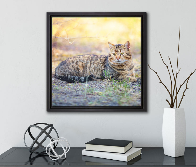 Ruhende Katze im Wald  auf Leinwandbild Quadratisch gerahmt mit Kirschblüten