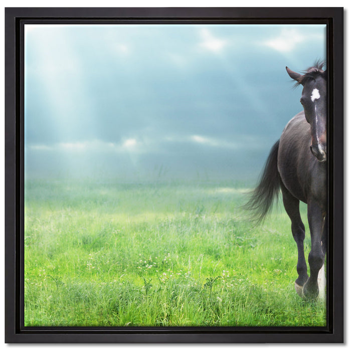 Hengst auf Wiese auf Leinwandbild Quadratisch gerahmt Größe 40x40