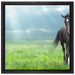 Hengst auf Wiese auf Leinwandbild Quadratisch gerahmt Größe 40x40