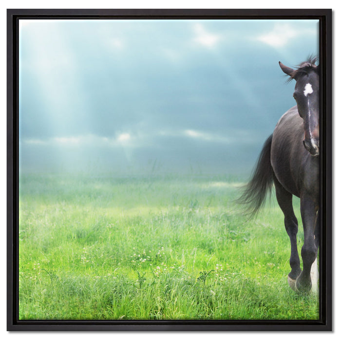 Hengst auf Wiese auf Leinwandbild Quadratisch gerahmt Größe 60x60