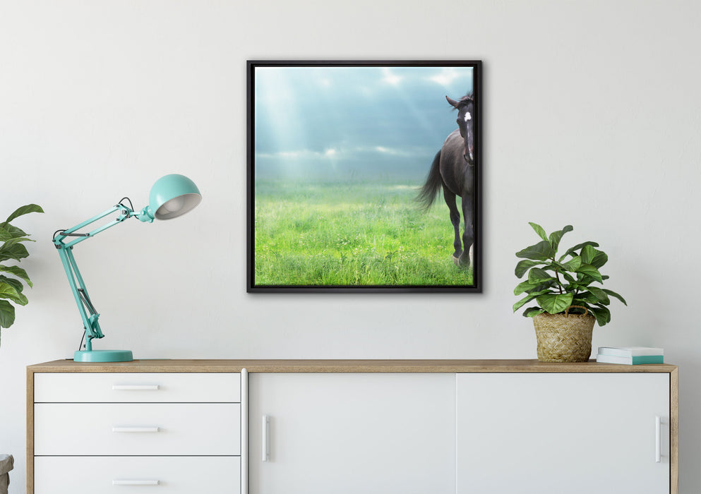 Hengst auf Wiese auf Leinwandbild gerahmt Quadratisch verschiedene Größen im Wohnzimmer