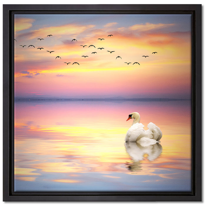 Schwan bei Sonnenuntergang auf Leinwandbild Quadratisch gerahmt Größe 40x40
