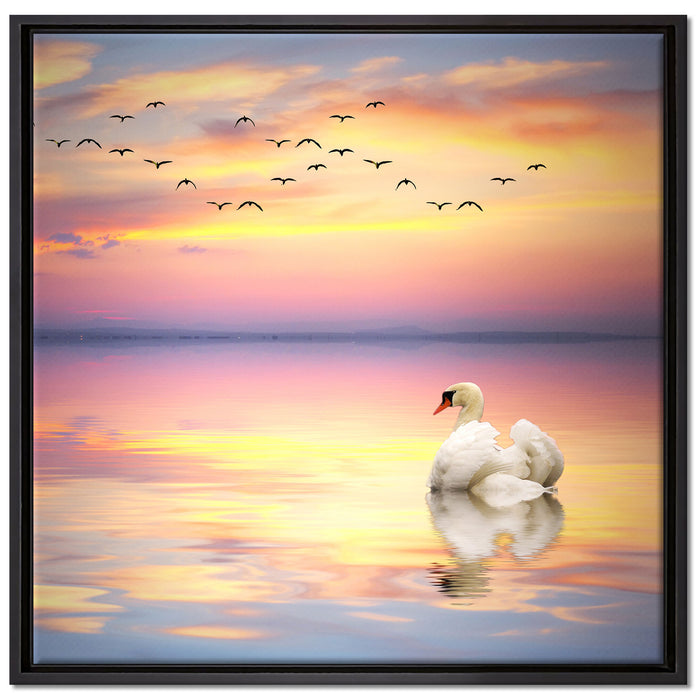 Schwan bei Sonnenuntergang auf Leinwandbild Quadratisch gerahmt Größe 70x70