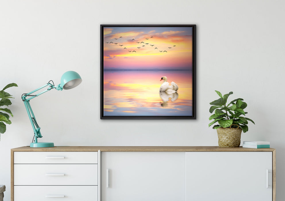Schwan bei Sonnenuntergang auf Leinwandbild gerahmt Quadratisch verschiedene Größen im Wohnzimmer
