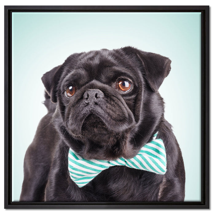 Lustiger Mops mit Fliege auf Leinwandbild Quadratisch gerahmt Größe 60x60