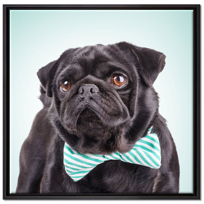 Lustiger Mops mit Fliege auf Leinwandbild Quadratisch gerahmt Größe 70x70