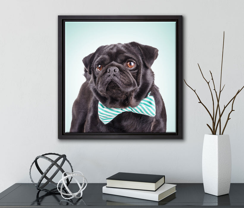 Lustiger Mops mit Fliege  auf Leinwandbild Quadratisch gerahmt mit Kirschblüten