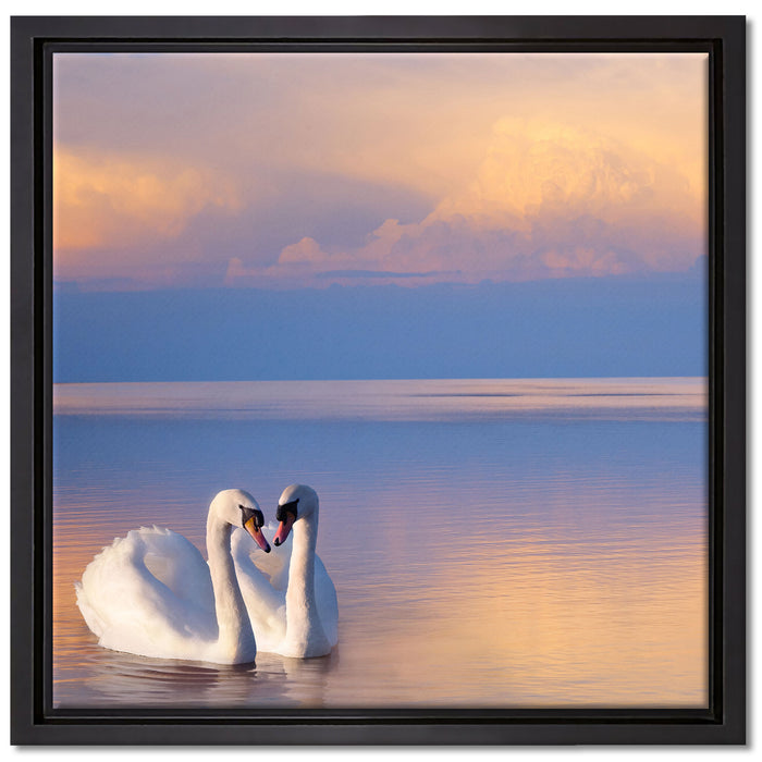 Schwäne in Abenddämmerung auf Leinwandbild Quadratisch gerahmt Größe 40x40