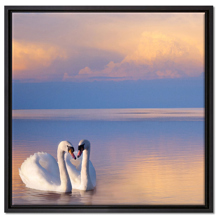 Schwäne in Abenddämmerung auf Leinwandbild Quadratisch gerahmt Größe 60x60