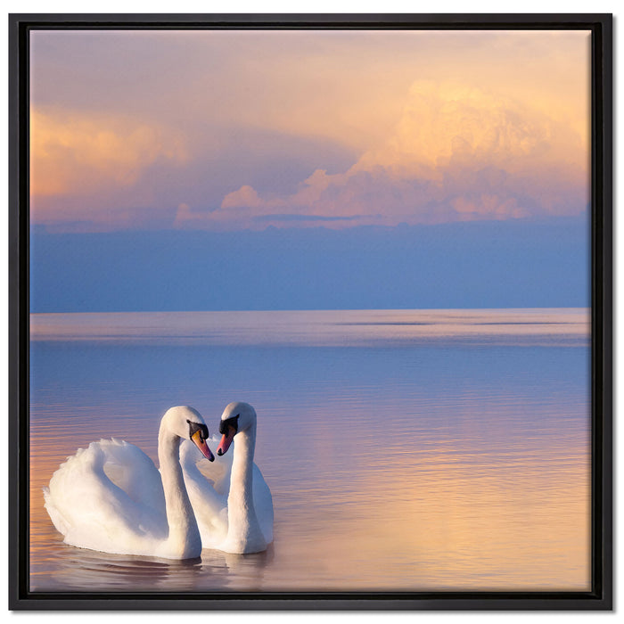 Schwäne in Abenddämmerung auf Leinwandbild Quadratisch gerahmt Größe 70x70