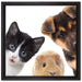 Trio Hund Katze Meerschwein auf Leinwandbild Quadratisch gerahmt Größe 40x40