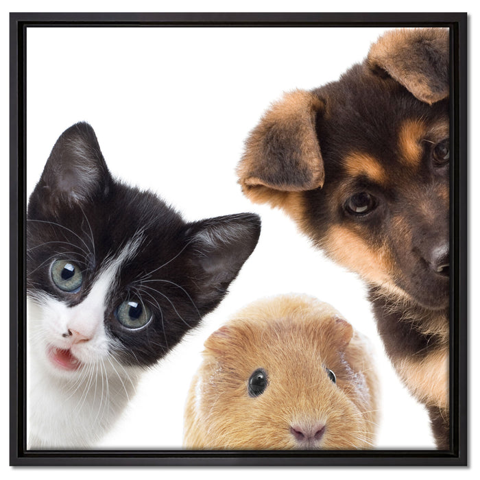 Trio Hund Katze Meerschwein auf Leinwandbild Quadratisch gerahmt Größe 60x60