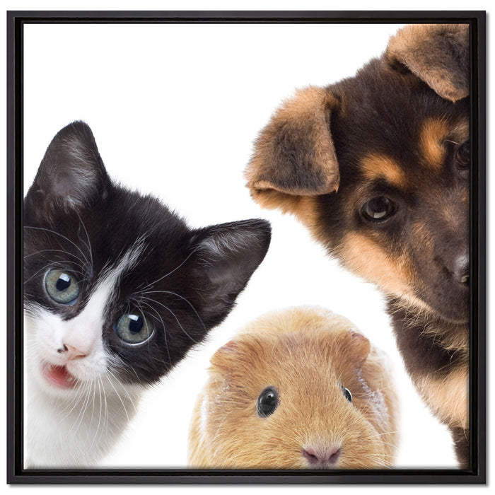 Trio Hund Katze Meerschwein auf Leinwandbild Quadratisch gerahmt Größe 70x70