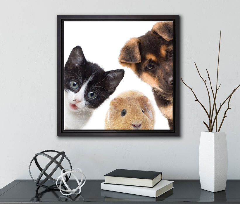 Trio Hund Katze Meerschwein  auf Leinwandbild Quadratisch gerahmt mit Kirschblüten