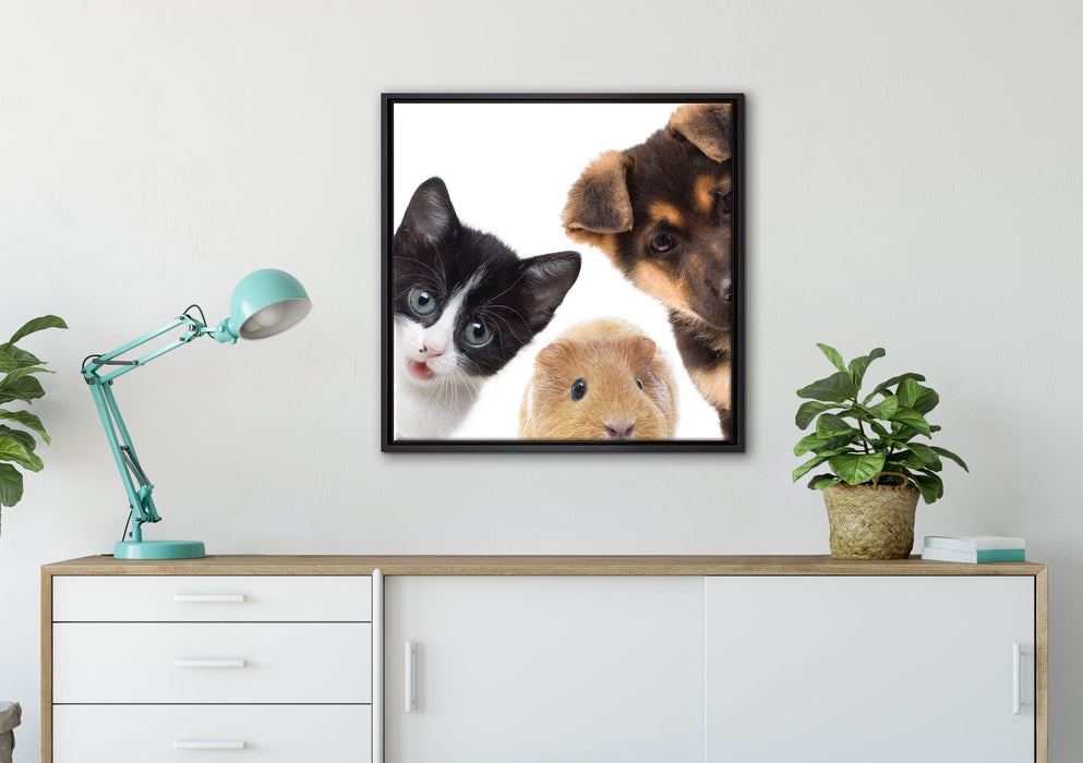Trio Hund Katze Meerschwein auf Leinwandbild gerahmt Quadratisch verschiedene Größen im Wohnzimmer