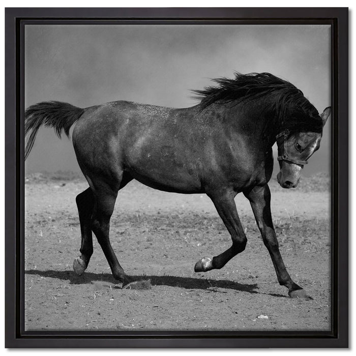 Hengst schwarz auf Leinwandbild Quadratisch gerahmt Größe 40x40