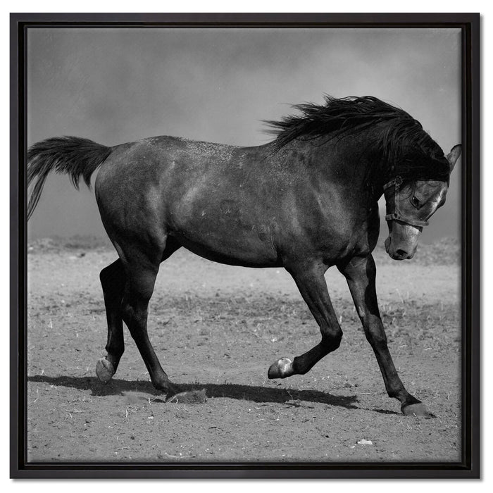 Hengst schwarz auf Leinwandbild Quadratisch gerahmt Größe 60x60