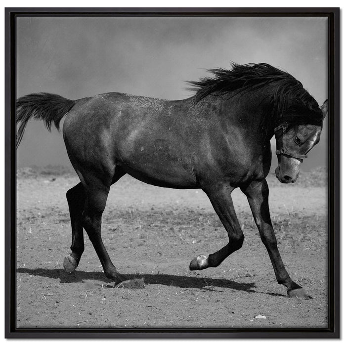 Hengst schwarz auf Leinwandbild Quadratisch gerahmt Größe 70x70