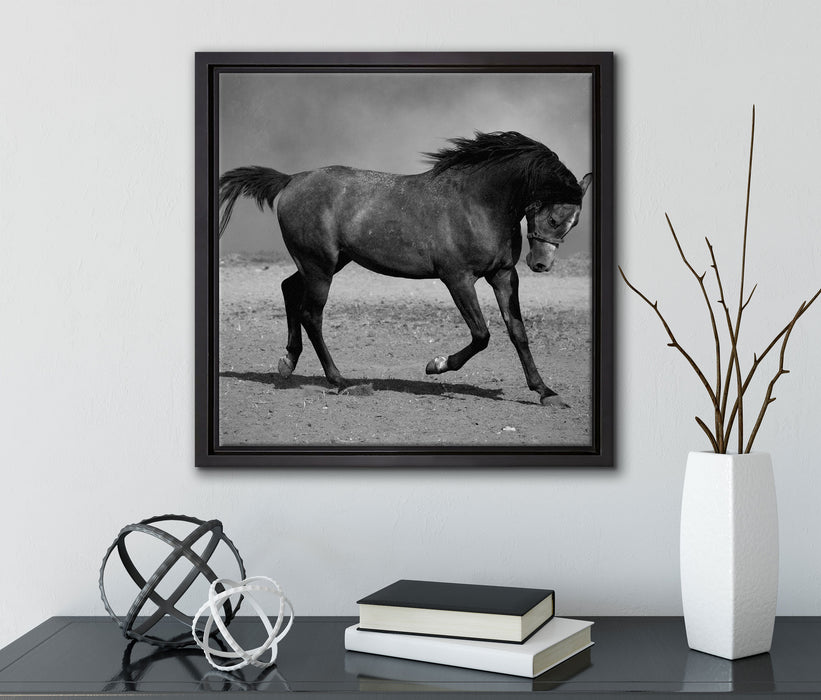 Hengst schwarz  auf Leinwandbild Quadratisch gerahmt mit Kirschblüten