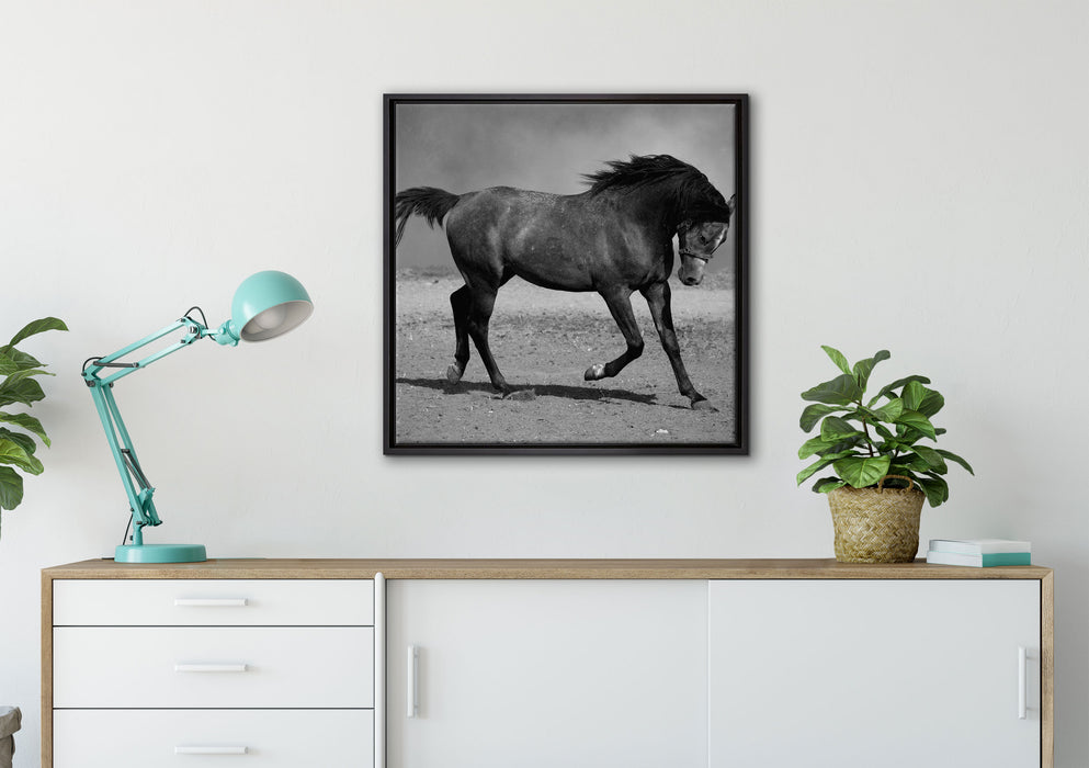 Hengst schwarz auf Leinwandbild gerahmt Quadratisch verschiedene Größen im Wohnzimmer