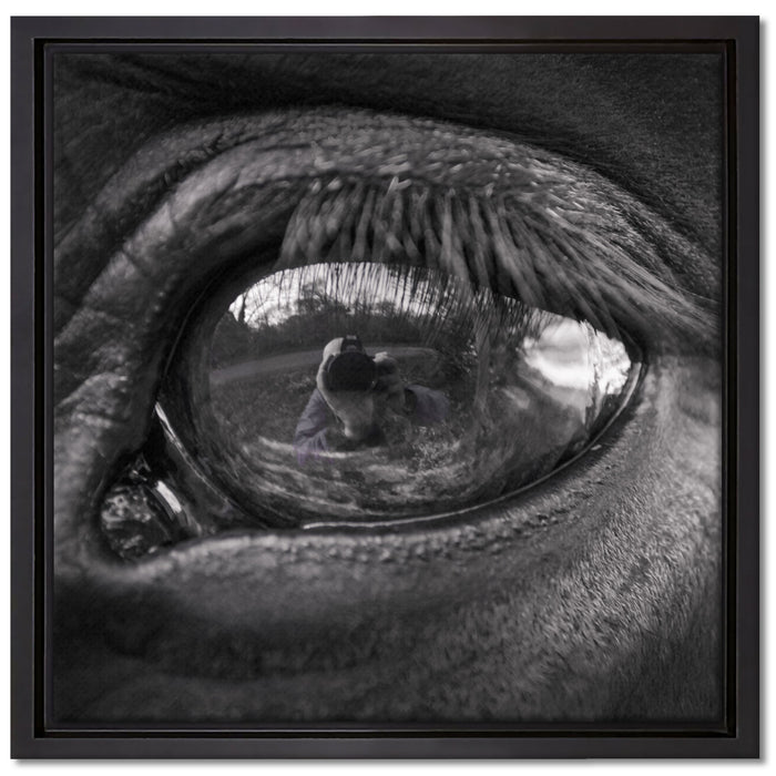Auge schwarzer Hengst schwarz weiß auf Leinwandbild Quadratisch gerahmt Größe 40x40