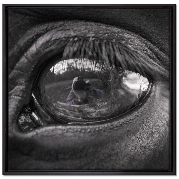 Auge schwarzer Hengst schwarz weiß auf Leinwandbild Quadratisch gerahmt Größe 70x70
