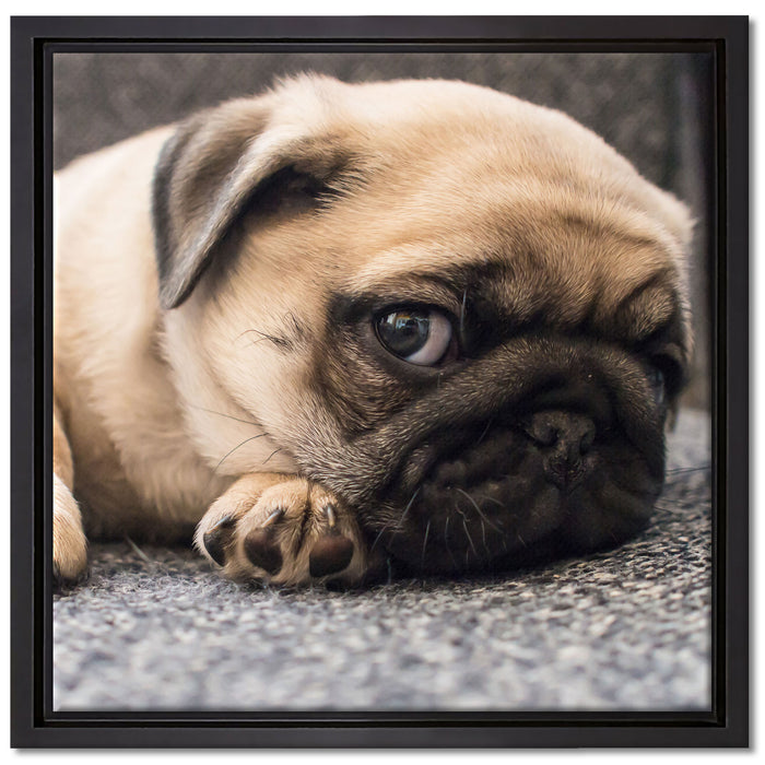 Süßer Mops auf Teppich auf Leinwandbild Quadratisch gerahmt Größe 40x40