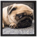 Süßer Mops auf Teppich auf Leinwandbild Quadratisch gerahmt Größe 40x40