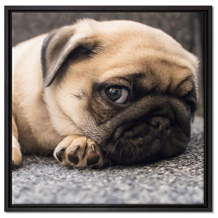 Süßer Mops auf Teppich auf Leinwandbild Quadratisch gerahmt Größe 60x60