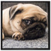 Süßer Mops auf Teppich auf Leinwandbild Quadratisch gerahmt Größe 70x70