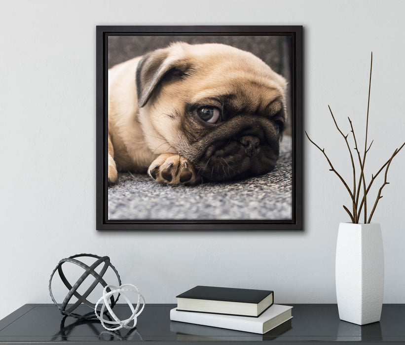 Süßer Mops auf Teppich  auf Leinwandbild Quadratisch gerahmt mit Kirschblüten