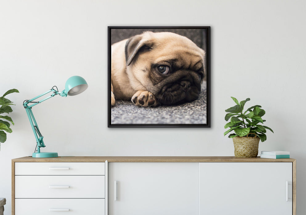 Süßer Mops auf Teppich auf Leinwandbild gerahmt Quadratisch verschiedene Größen im Wohnzimmer