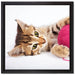 Kätzchen mit Wollknäuel auf Leinwandbild Quadratisch gerahmt Größe 40x40