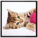 Kätzchen mit Wollknäuel auf Leinwandbild Quadratisch gerahmt Größe 70x70